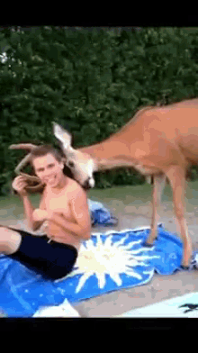 I Have Just Met You But I Love You GIF - Deer Rub Cute GIFs
