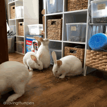 Bunny Rabbit GIF - Bunny Rabbit Rew GIFs