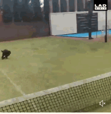 Labrador Tennis GIF - Labrador Tennis Net GIFs