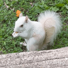 eating albino squirrel viralhog munching gobbling