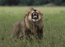Roaring Lion GIF - Savage Kingdom Lion Wtf GIFs