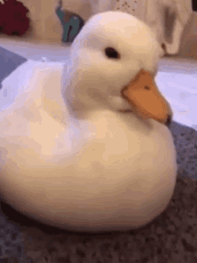 Duck Really GIF