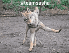 a coyote standing on its hind legs with the hashtag #teamsasha above it