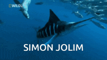 Simonjolim Swordfish GIF - Simonjolim Swordfish Fish GIFs
