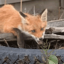 funny animals cute fox