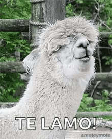 te lamo llama laughing