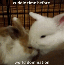 world domination cuddle time night bunnies
