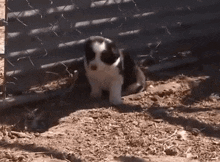 Collie Pup Zoom GIF