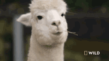 Looking Around National Geographic GIF - Looking Around National Geographic Alpaca Herd Goes For A Walk GIFs