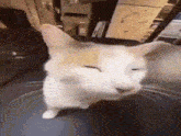 Bleh Cat Silly Cat GIF - Bleh Cat Silly Cat Cat Sticking Tongue Out GIFs