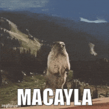 Macayla Beaver GIF - Macayla Beaver GIFs