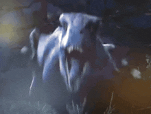 a close up of a cow 's skull in the fog .