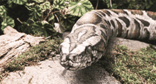 snakes harry potter talk zoo