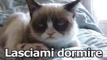 Grumpy Gatto Imbronciato Lasciami Dormire GIF - Grumpy Cat Let Me Sleep Sleepy GIFs