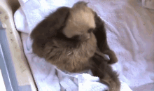 Damn Lice!! GIF - Sloths Babies Scratch GIFs