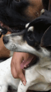 Dog Bite Hand Dog Biting Hand GIF - Dog Bite Hand Dog Biting Hand GIFs