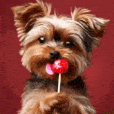 a yorkshire terrier is licking a lollipop with its tongue