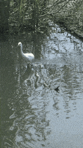 Snowy Egret Magic Johnson Park GIF - Snowy Egret Magic Johnson Park GIFs