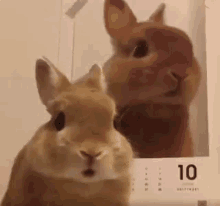 i am bunny nice to meet you meet you nice talking to you bunny
