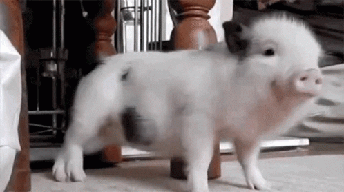 Dance Happy GIF - Dance Happy Pig - Discover & Share GIFs