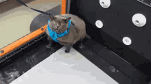Cinderblock Cat GIF