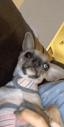 Chihuahua Funny GIF - Chihuahua Funny Dog GIFs