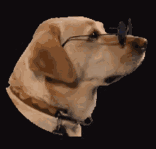 Dog Shades GIF - Dog Shades Dog Shade GIFs