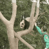 a man in a green vest is feeding a panda bear in a tree