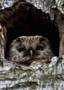 Bird Nest GIF - Bird Nest Owl GIFs