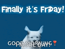 Friday Excited GIF - Friday Excited Dog GIFs