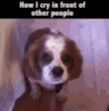 Dog How I Cry GIF