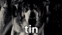 Tina Wolf Tin GIF - Tina Tin Wolf Tin GIFs
