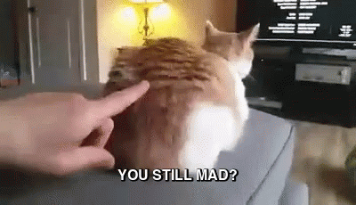 you still mad cat