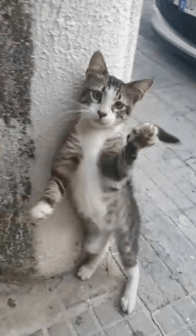 Gattino Sbirulino GIF - Gattino sbirulino - Discover & Share GIFs