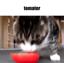Tomater Cat GIF - Tomater Cat GIFs