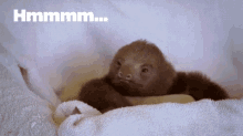 Sloth Cute GIF - Sloth Cute Fascinating GIFs