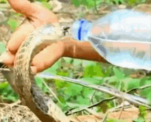 Sede Thirsty GIF - Sede Thirsty Snake GIFs