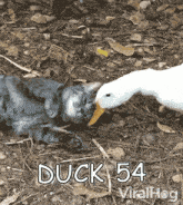 a picture of a cat and a duck with the words duck 54 viralhog on the bottom