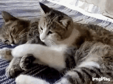Cats Love You GIF - Cats Love You Clingy GIFs