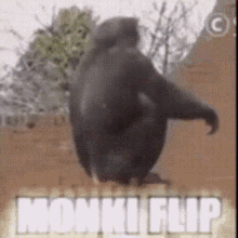 monkey flip