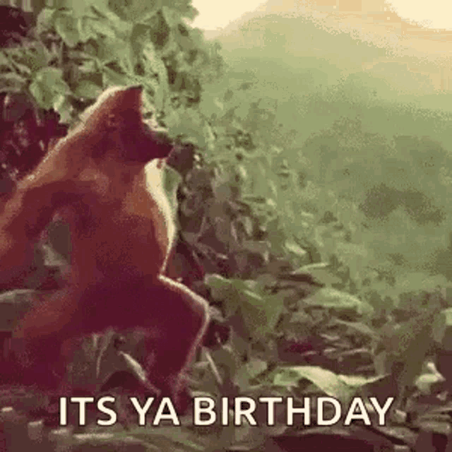 Funny Birthday Gif - IceGif