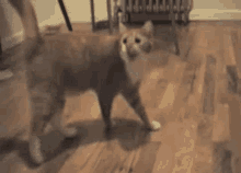 Vibing Cat GIF - Vibing Cat GIFs