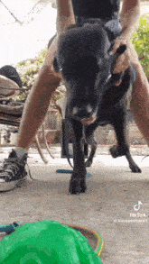 a person is holding a black dog on a leash .