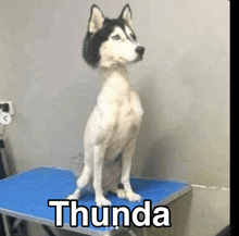 a husky dog is sitting on a blue table with the name thunda written on it .