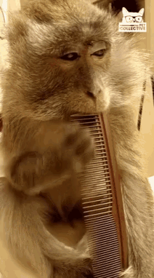 Monkey Playing Music GIF