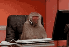 monkey office working