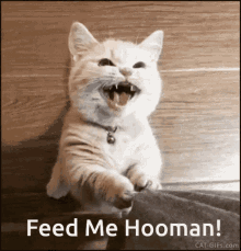 Cat Feed Me GIF