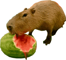 watermellon capybara