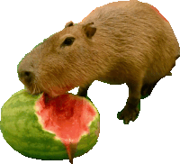 a capybara eating a slice of watermelon