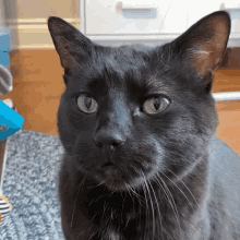 Hi Cat GIF - Hi Cat Black Cat GIFs